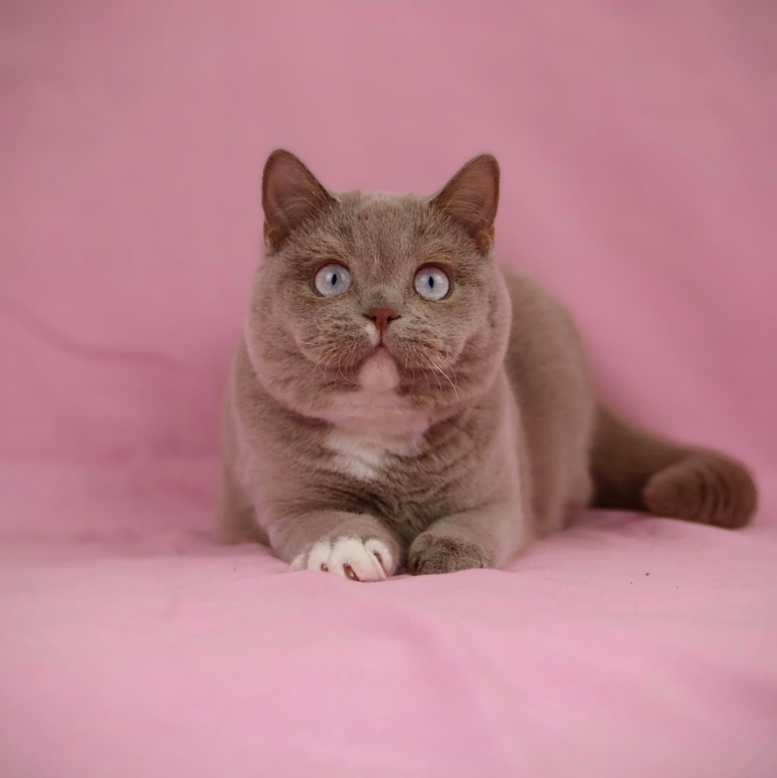 Lilac British Shorthair with blue eyes