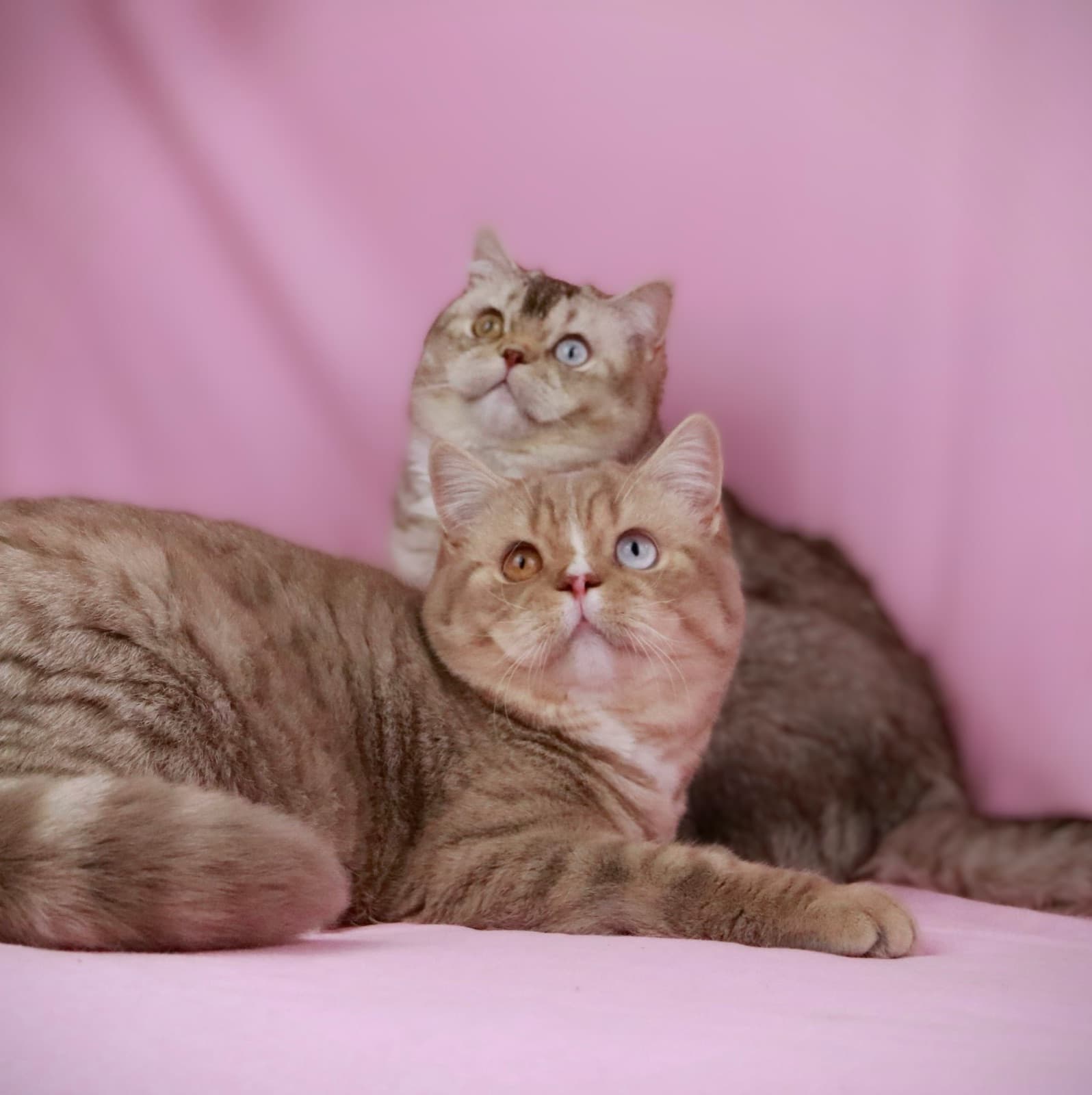 Odd-eyed British Shorthair cats