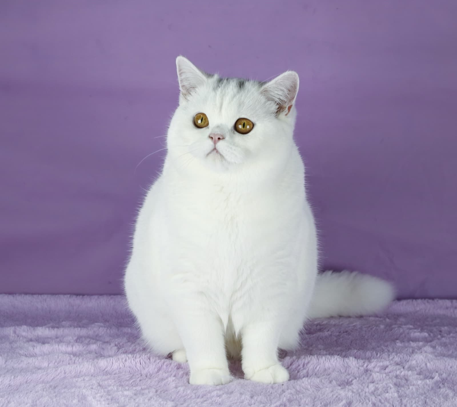 Silver shaded British Shorthair with golden eyes